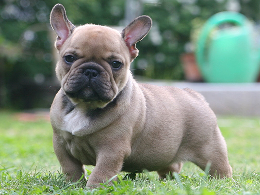 hoe-kan-mijn-franse-bulldog-het-bijten-afleren-tips-adviezen