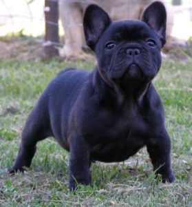 Franse bulldog herplaatser